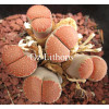 C229A - Plant